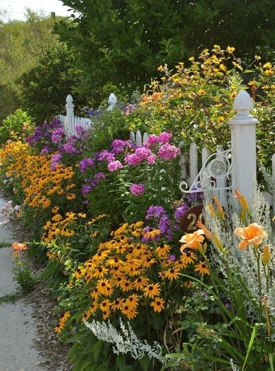 beautiful perennials along white picket fence